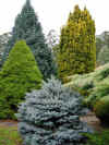 Australian.conifer.garden.jpg (43940 bytes)