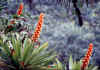 Bromeliads.in.Ecuador.jpg (33045 bytes)