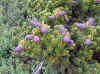 Pinus.aristata.broom.jpg (62685 bytes)