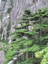 Pinus.hwangshanensis.jpg (69084 bytes)