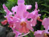 orchid1.jpg (58584 bytes)